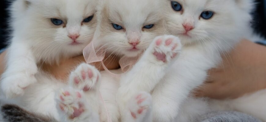 Значення сну про кошенят: до чого сняться пухнасті друзі в вашій мрії