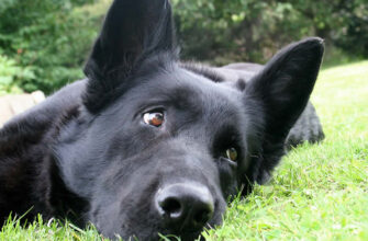 Значення сну про собаку: що означає, коли вам сниться цей символ?