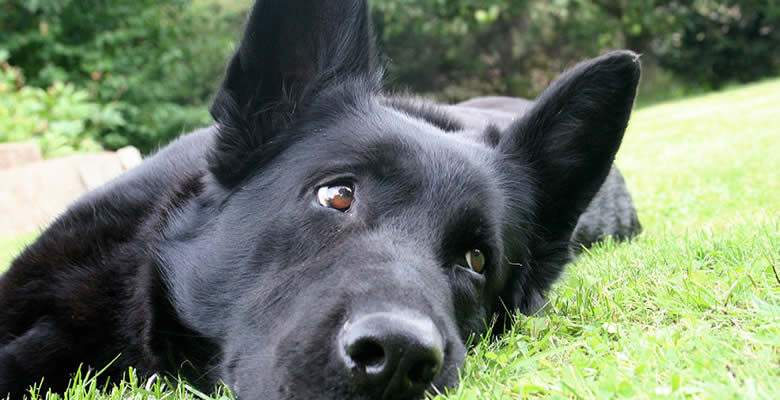 Значення сну про собаку: що означає, коли вам сниться цей символ?