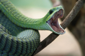 Значення сну: що символізує одна змія у ваших сновидіннях?