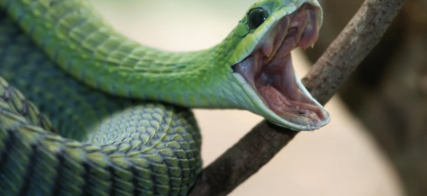 Значення сну: що символізує одна змія у ваших сновидіннях?