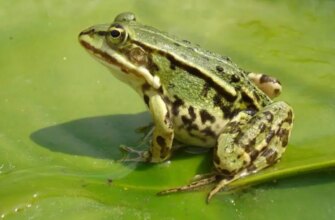 Значення та інтерпретація снів: до чого сняться жаби в хаті?