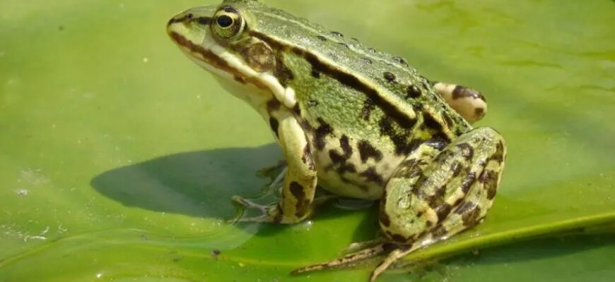 Значення та інтерпретація снів: до чого сняться жаби в хаті?