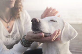 Як правильно зробити клізму собаці вдома: покрокова інструкція та поради