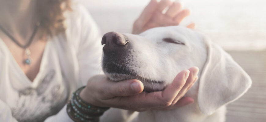 Як правильно зробити клізму собаці вдома: покрокова інструкція та поради