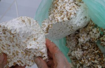 Як самостійно виростити міцелій шампіньйонів: покрокова інструкція