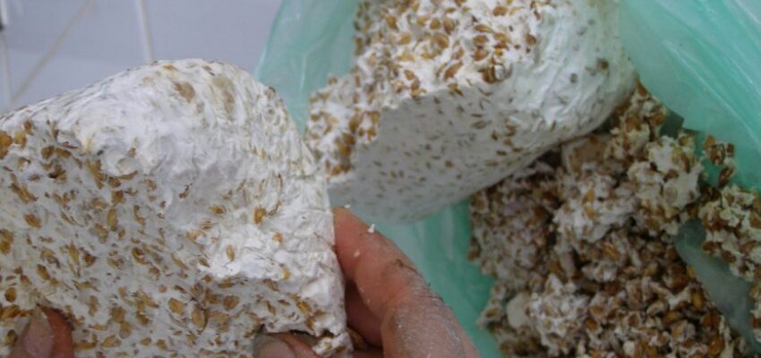 Як самостійно виростити міцелій шампіньйонів: покрокова інструкція