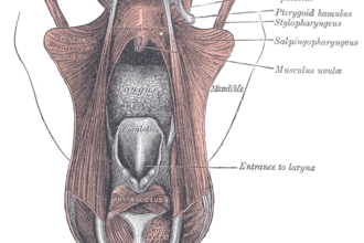 Топ-10 цікавих фактів про хоани: роль і значення в еволюції
