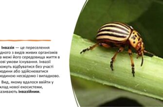 Інвазія: що це таке і як впливає на рослинний і тваринний світ?