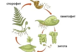 Гаметофіт: значення, фази розвитку та роль у рослинному циклі