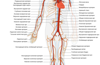 Важливість артерій: Роль і функції у кровоносній системі