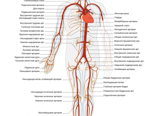 Важливість артерій: Роль і функції у кровоносній системі