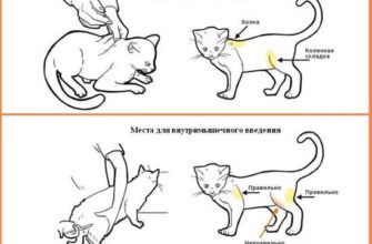 Як правильно зробити внутрішньом’язовий укол коту: покрокова інструкція