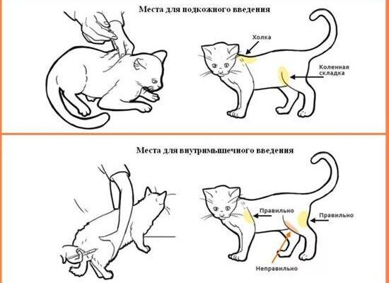Як правильно зробити внутрішньом’язовий укол коту: покрокова інструкція