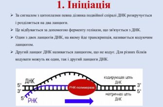 Ініціація в житті людини: значення, етапи та вплив на розвиток
