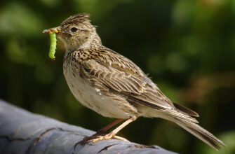 Жайворонки: ранкові співочі птахи, їх поведінка та середовище проживання