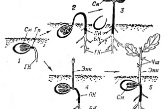 Гіпокотиль: особливості будови та функції у розвитку рослин