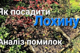 Як підготувати кислий ґрунт для вирощування лохини: покрокова інструкція