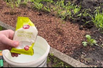 Як створити кислий ґрунт вдома: прості поради для садівників