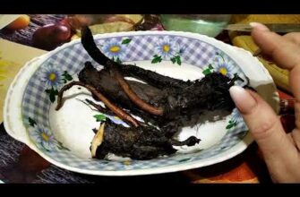 Як самостійно приготувати настоянку живокосту в домашніх умовах