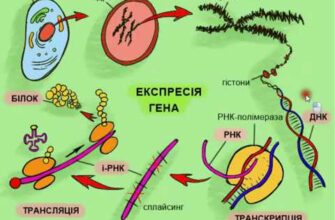 Експресія: Що Це і Як Вона Впливає на Наше Життя і Творчість