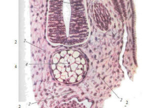 Мезенхіма: фундаментальні аспекти та роль в розвитку тканин