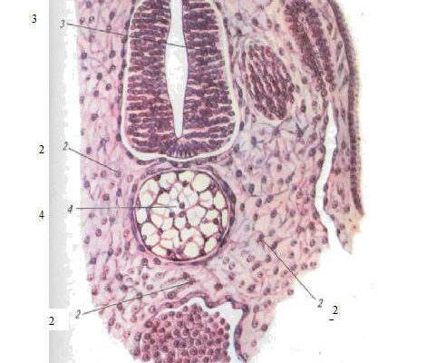 Мезенхіма: фундаментальні аспекти та роль в розвитку тканин