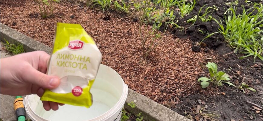 Як самостійно перетворити грунт на кислий: практичні поради та методи
