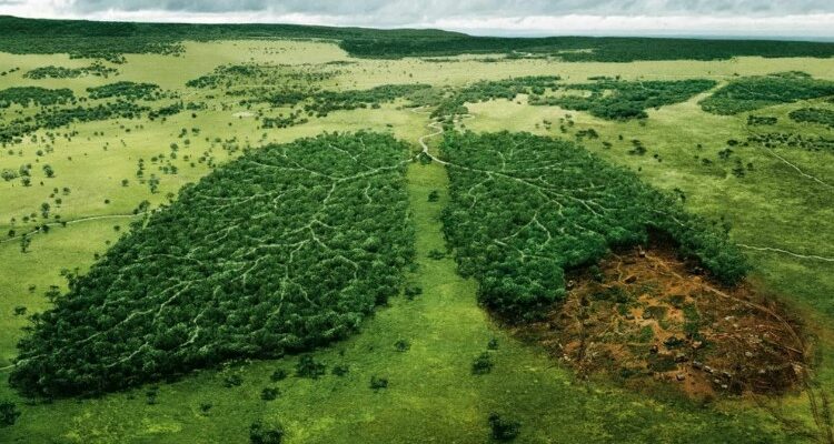 Аутекологія: глибокий аналіз взаємодії організмів з навколишнім середовищем