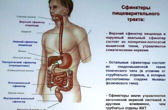 Загадковий світ сфінктерів: функції, типи та важливість для здоров’я