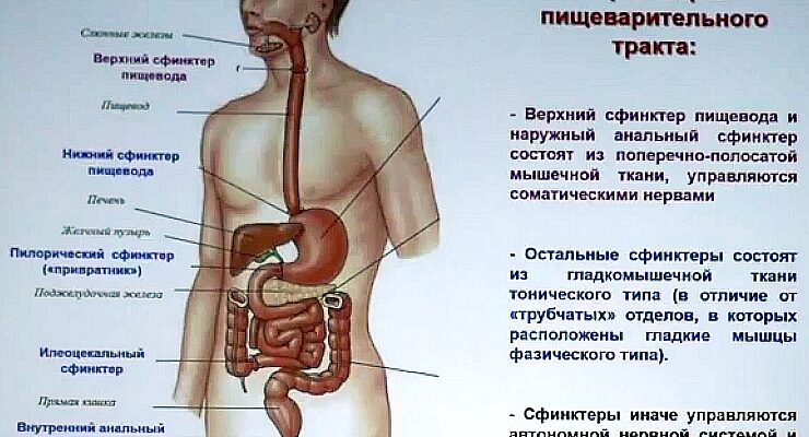 Загадковий світ сфінктерів: функції, типи та важливість для здоров’я