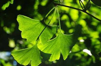 Як приготувати настоянку з листя гінкго білоба: покрокова інструкція