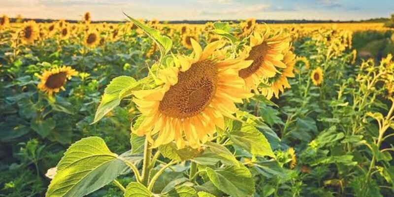 Анализ подсолнечника на сорность и методы определения зараженности семян